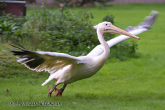 Walsrode-Rosapelikan-Z8-029662