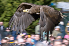 Walsrode-Seeadler-Z9-114736
