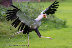 Walsrode-Sekretaer-Z8-029889
