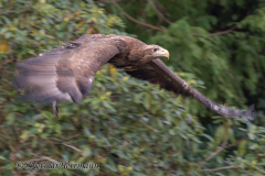 Walsrode-Steppenadler-Z8-026627