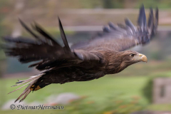 Walsrode-Steppenadler-Z8-026744