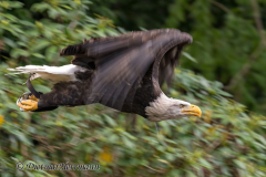 Walsrode-Weisskopfseeadler-Z8-029561