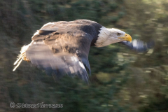Walsrode-Weisskopfseeadler-Z9-116395
