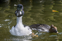 Walsrode-Schellente-Z9-118099