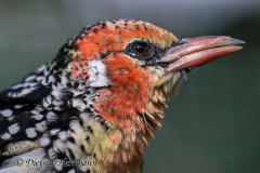 Walsrode-Flammenkopf-Bartvogel-Z8-027413