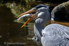 Walsrode-Graureiher-Z9-113041-crop