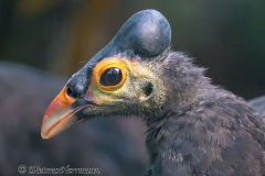 Walsrode-Hammerhuhn-Z8-027256