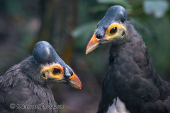 Walsrode-Hammerhuhn-Z8-027273