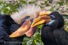 Walsrode-Helmhornvogel-Z8-028387