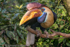 Walsrode-Helmhornvogel-Z8-028958