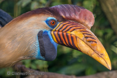 Walsrode-Helmhornvogel-Z8-029108