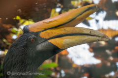 Walsrode-Rhinozeroshornvogel-Z8-028087