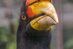 Walsrode-Rhinozeroshornvogel-Z8-028749