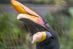 Walsrode-Rhinozeroshornvogel-Z8-030909