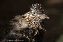 Walsrode-Roadrunner-Z8-027725