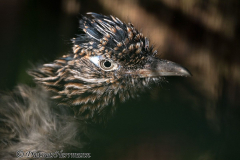 Walsrode-Roadrunner-Z8-027813