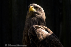 Walsrode-Seeadler-Z9-115087