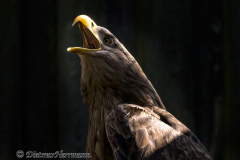 Walsrode-Seeadler-Z9-115090