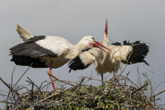 Walsrode-Weissstorch-Z9-115200