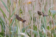 Wendland-Blaukehlchen-Z9-253793
