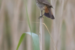 Wendland-Blaukehlchen-Z9-253871