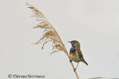 Wendland-Blaukehlchen-Z9-253930