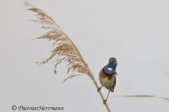 Wendland-Blaukehlchen-Z9-253951