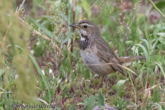 Wendland-Blaukehlchen-Z9-253974