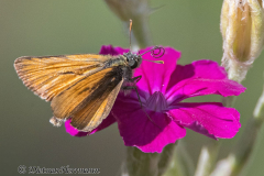 Wendland-Braun-Dickkopffalter-Z7II-141625-26