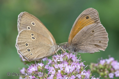Wendland-Brauner-Waldvogel-Grosses-Ochsenauge-Z9-254550