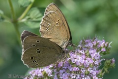 Wendland-Brauner-Waldvogel-Z9-254092_99