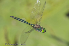 Wendland-Glaenzende-Smaragdlibelle-Z9-251756