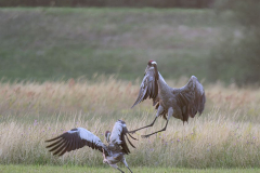 Wendland-Kranichtanz-Z7II-141763_DxO