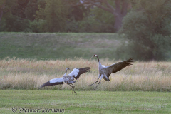 Wendland-Kranichtanz-Z7II-141764_DxO