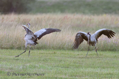 Wendland-Kranichtanz-Z7II-141778_DxO