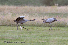 Wendland-Kranichtanz-Z7II-141786_DxO