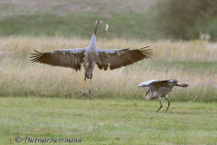 Wendland-Kranichtanz-Z7II-141794_DxO