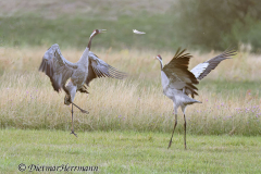 Wendland-Kranichtanz-Z7II-141795_DxO