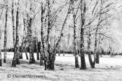 Wendland-Birkenwald-IR-SW-_DSC8304