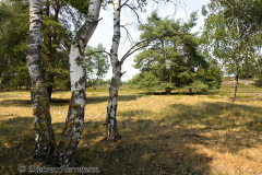 Wendland-Nemitzer-Heide-Birken-_DSC6866