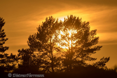 Wendland-Sonnenuntergang-Nemitzer-Heide-Z9-251690