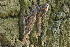Wendland-Waldbaumlaeufer-Z7II-141305