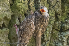 Wendland-Waldbaumlaeufer-Z7II-141306-crop