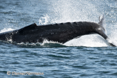 USA-Humpback-Whale-D850-142652