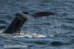 USA-Humpback-Whale-D850-142691