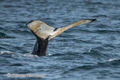 USA-Humpback-Whale-D850-142696