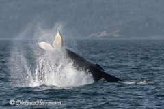 USA-Humpback-Whale-D850-142719