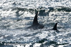 USA-Orca-D850-142147