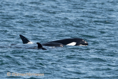 USA-Orca-D850-142276