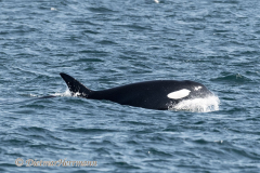USA-Orca-D850-142287